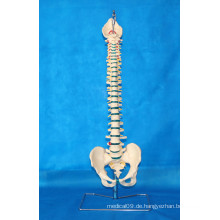 Life Size Human Flexible Wirbelsäule Vertebra Medizinisches Modell für die Lehre (R020711A)